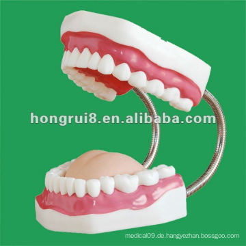 Zahnpflege Modell (32 Zähne), Zahnpflege, natürliche Zahnpflege